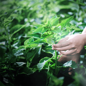 کرم ترمیم کننده و ضد پیری شیسیدو