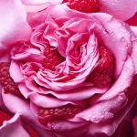 عطر بولگاری ALLEGRA FIORI D AMORE - Image 4